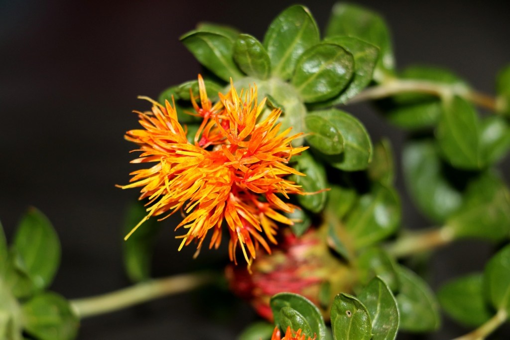 Safflower Tea: Traditional Uses and Modern Research